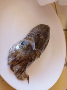 Common Cuttlefish
