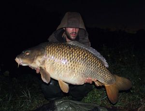Common Carp