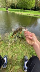 European Perch