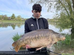 Mirror Carp