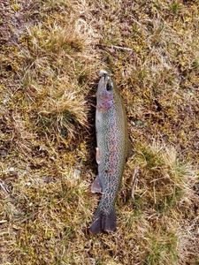 Rainbow Trout