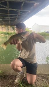 Largemouth Bass