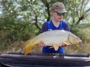 Common Carp