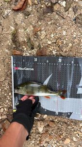 European Perch