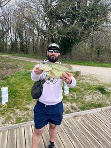 Largemouth Bass