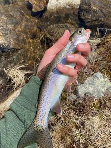 Rainbow Trout