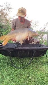 Mirror Carp