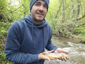 Brown Trout