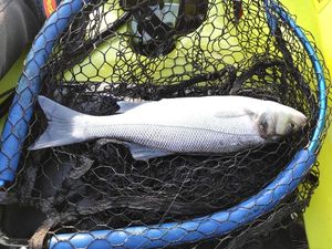 European Bass (Seabass)