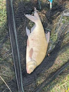 Common Bream