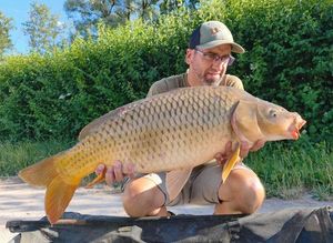 Common Carp