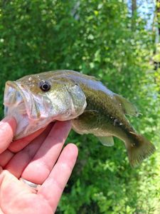 Largemouth Bass