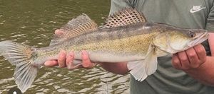 Zander