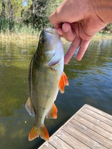 European Perch