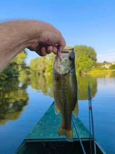 Largemouth Bass