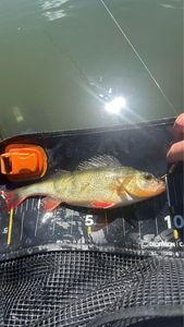 European Perch
