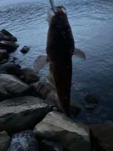 Platycephalus fuscus