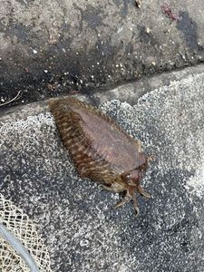 Common Cuttlefish