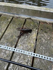 Red Swamp Crayfish