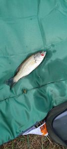 Largemouth Bass