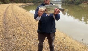 Largemouth Bass