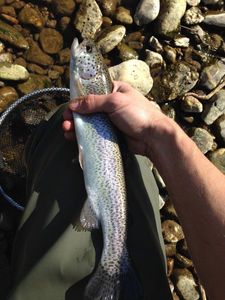 Rainbow Trout