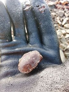 Brown Crab