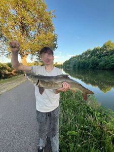 Barbel