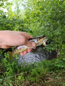 Brown Trout
