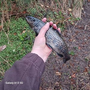 Brown Trout