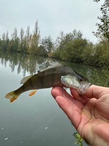 European Perch