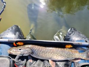 Northern Pike