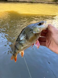 European Perch