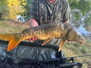 Mirror Carp