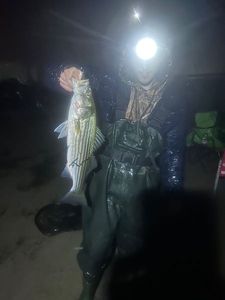 Striped bass
