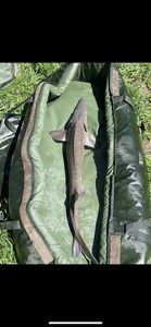 Sturgeon