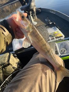 Zander
