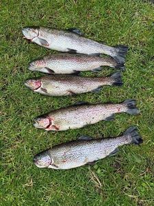 Truites arc en ciel