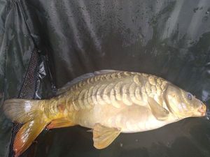 Mirror Carp