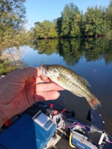 Smallmouth Bass