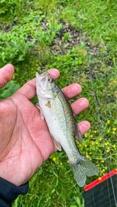 Largemouth Bass