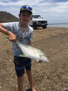 Blue Spotted Trevally