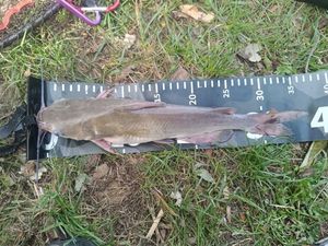 Channel Catfish