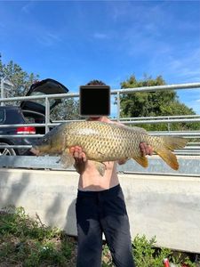 Common Carp