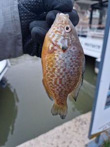 Green Sunfish
