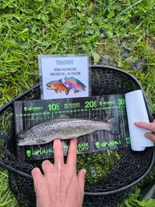 Brown Trout