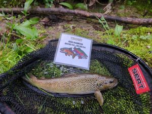 Brown Trout