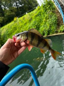 European Perch