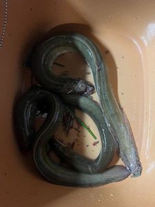 European Eel (Common Eel)