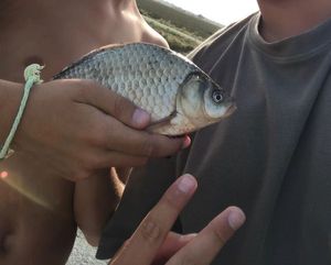 Crucian Carp